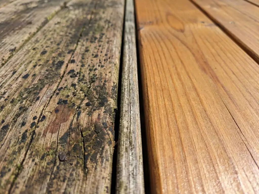 Close-up showing black mold growth on unprotected deck boards versus clean protected deck surface